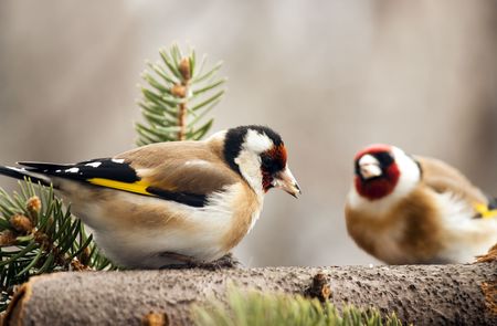 Goldfinch (Carduelis carduelis) sitting on the branchの写真素材