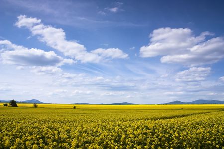 Yellow rape seed field in Slovakiaの写真素材