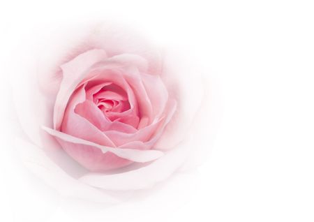 Close-up of pink rose on white backgroundの写真素材