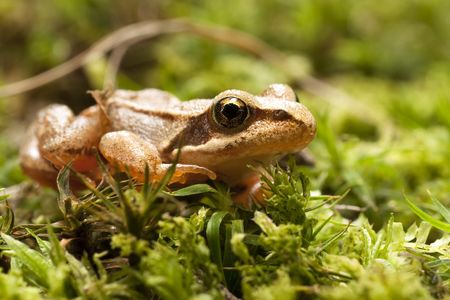 Closeup of brown frog Rana temporariaの写真素材