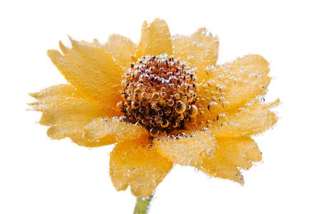 yellow flower close up with air bubbles on white backgroundの写真素材