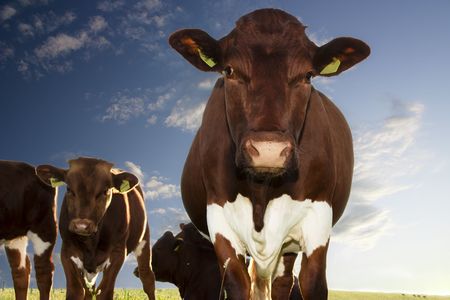 Brown cows against a blue sky backdrop