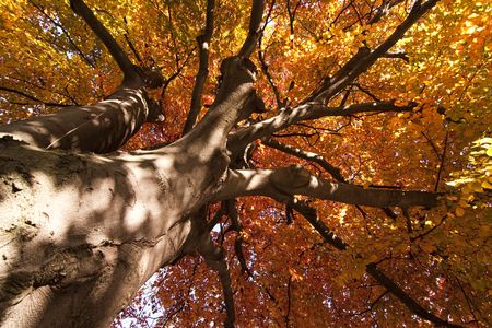 tree in the fallの写真素材