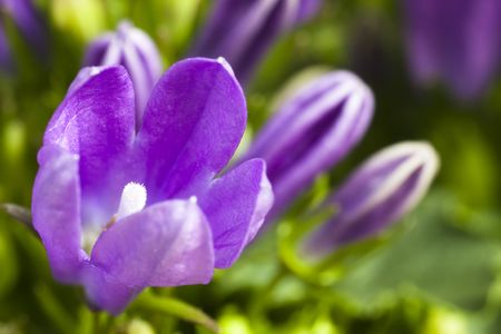 Macro of a blue bellflowerの写真素材