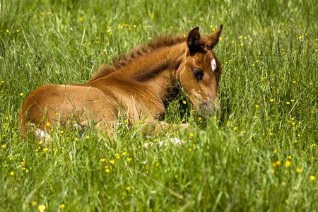Baby horse resting on Spring meadowの写真素材