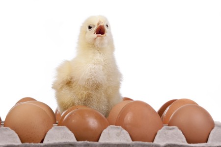 Baby chick on colored eggs in egg carton