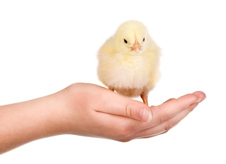 Hand hold caring for a small chickenの写真素材