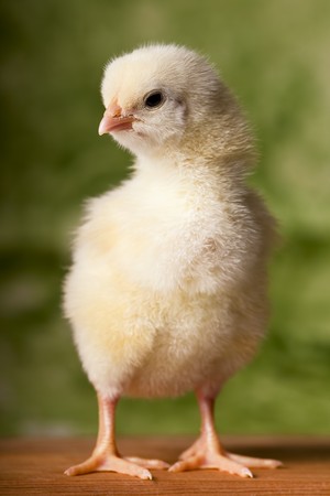 Baby chicken  in front  of green backgroundの写真素材