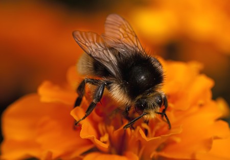 Young bumblebeeon the orange flower
