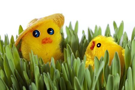 Easter chick on green grassの写真素材