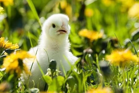Young Chick in grass with dandelionの写真素材