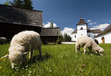 Old village with sheeps in Slovakian countrysideの写真素材