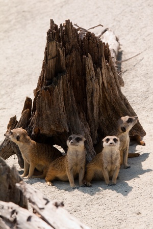 watchful meerkats standing guardの写真素材