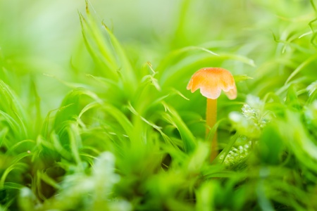 fungus with green moss, macroの写真素材