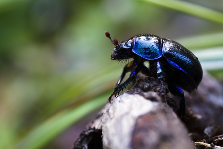 Dung beetle standing on top of wood. Geotrupes Stercorosusの写真素材