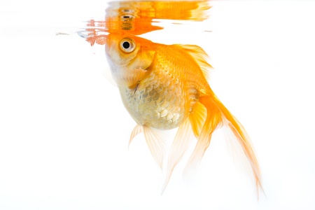 A golfish eating a fishflakeの写真素材
