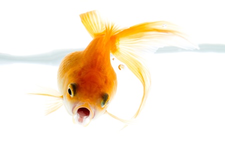 Goldfishの写真素材