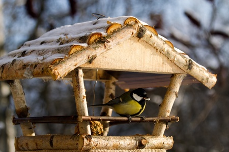 Titmouse eating from the bird feeder in winterの写真素材
