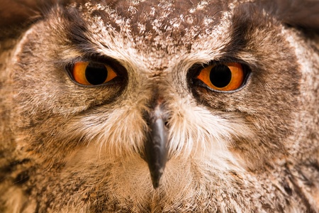 Closeup of a Great  Owl