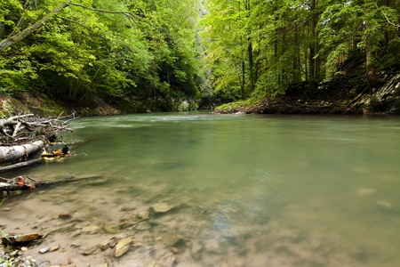 River stream with rocks in forest.