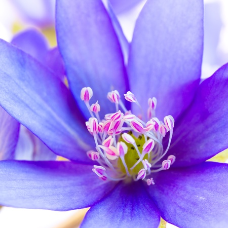 wild flower in forest, soft focusの写真素材