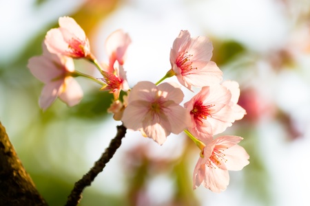 cherry blossom background with lovely pink colorの写真素材
