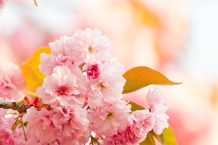 Cherry blossom background with lovely pink colorの写真素材