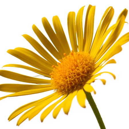 Closeup photo of yellow arnicaの写真素材