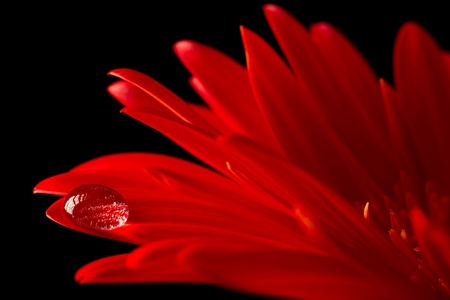 Red daisy macro with water droplet on the petalの写真素材