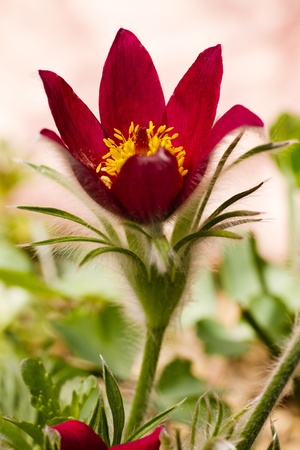 Red flower of Pulsatilla.の写真素材