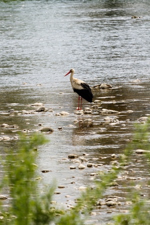 stork (ciconia ciconia) on the lake in springの写真素材