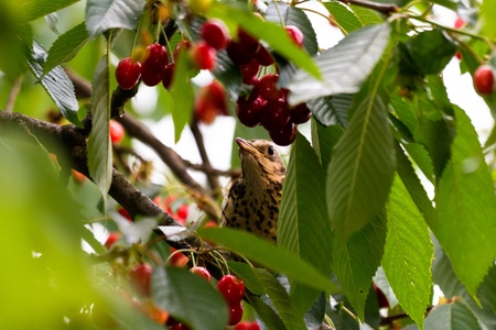 A thrush feeding on a cherry in summerの写真素材
