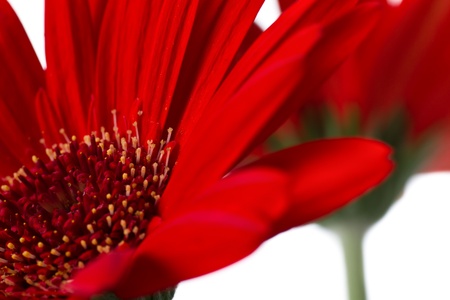 Red daisy flowers close-up on a white backgroundの写真素材