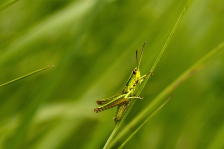 Closeup view of grasshopper on green backgroundの写真素材