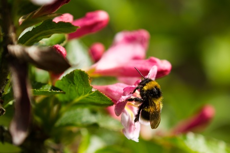 Bumble-bee sitting on the flowerの写真素材