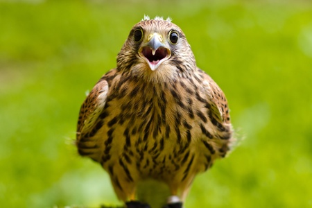 Portrait of a baby bird (falco tinunculus)の写真素材