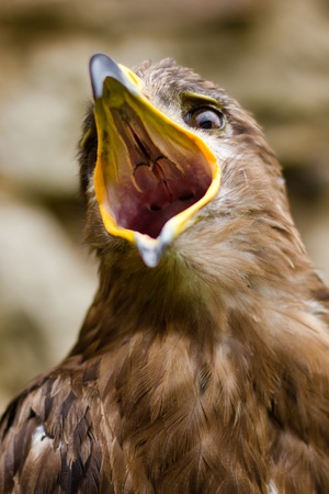 Portrait of a Eagle  (Aquila nipalensis)の写真素材