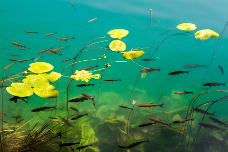 Small fish in lake, national park Krka, Croatiaの写真素材