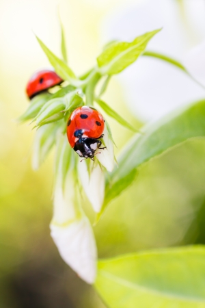 Ladybug resting on flower, early evening sunlight and bright colorsの写真素材