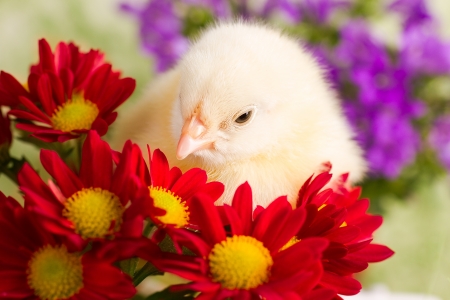 Beautiful little chicken with flowersの写真素材