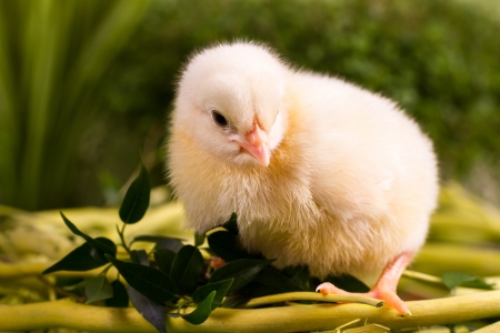Beautiful little chicken on green backgroundの写真素材