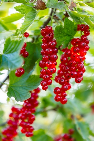 Ripe red currants in the gardenの写真素材