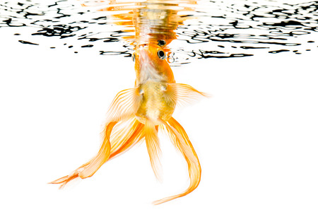 Goldfish on a white backgroundの写真素材