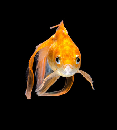 Goldfish on a black backgroundの写真素材