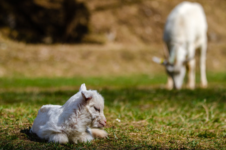 Kid lying on pasture with green grassの写真素材