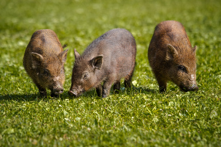 piglets feeding in the grassの写真素材