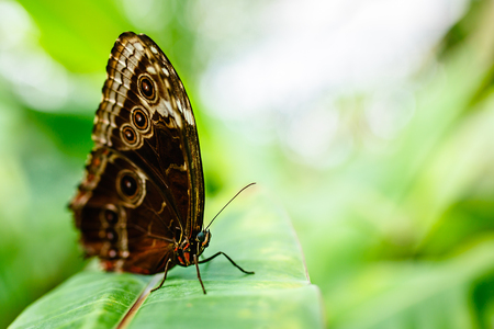 Butterfly outdoor on flower