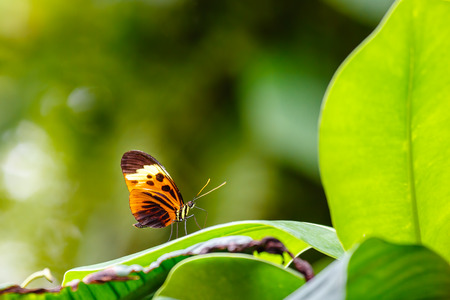Butterfly outdoor on flowerの写真素材