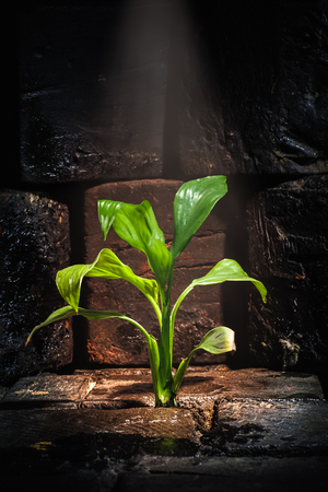 Plant growing trough dead groundの写真素材