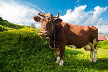 Brown cow at summer green fieldの写真素材